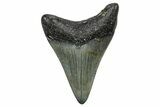 Juvenile Megalodon Tooth - North Carolina #345683-1